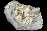 Hoploscaphites Ammonite - South Dakota #73844-1